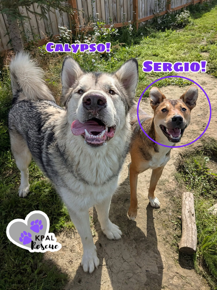 Sergio - Blue Jeans Litter, an adoptable Australian Cattle Dog / Blue Heeler, Pit Bull Terrier in Kenai, AK, 99611 | Photo Image 2