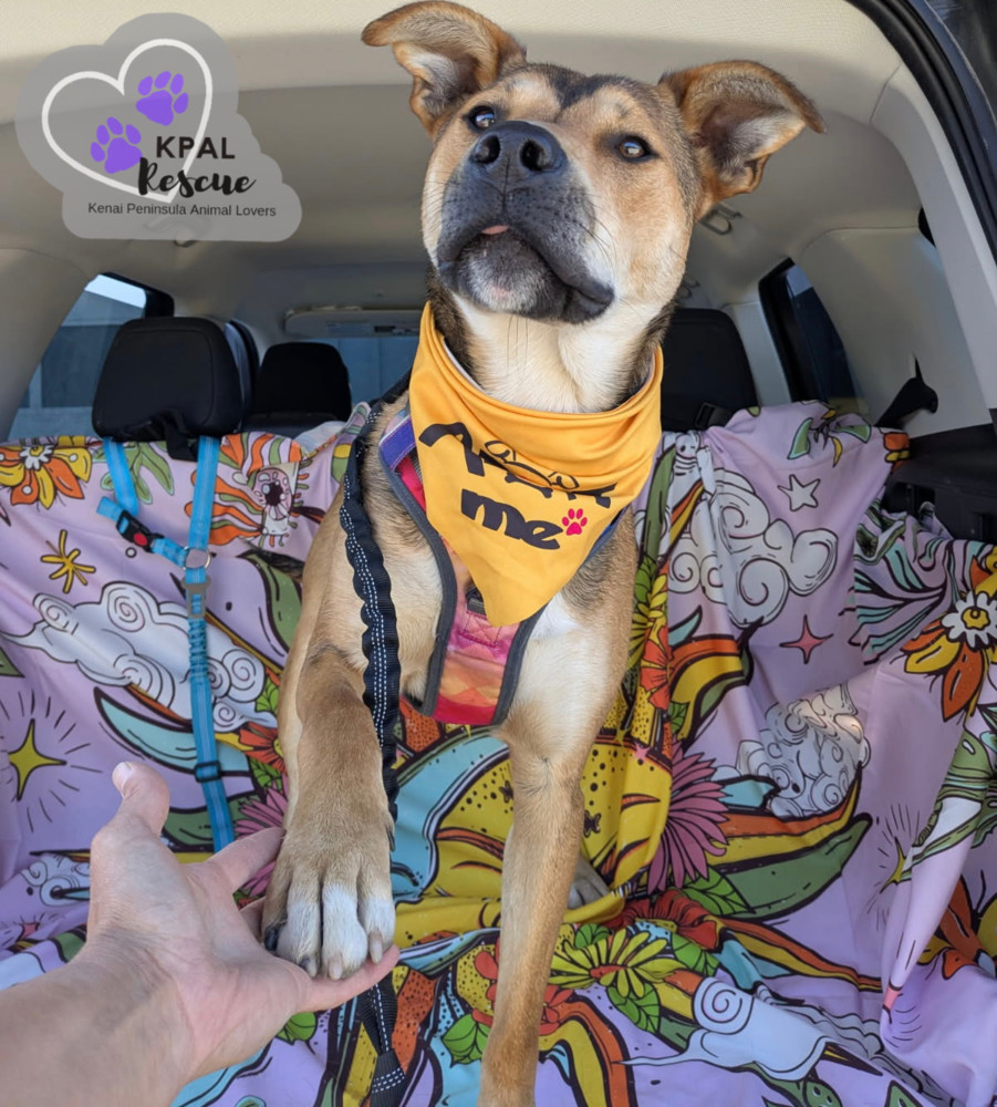 Sergio - Blue Jeans Litter, an adoptable Australian Cattle Dog / Blue Heeler, Pit Bull Terrier in Kenai, AK, 99611 | Photo Image 3