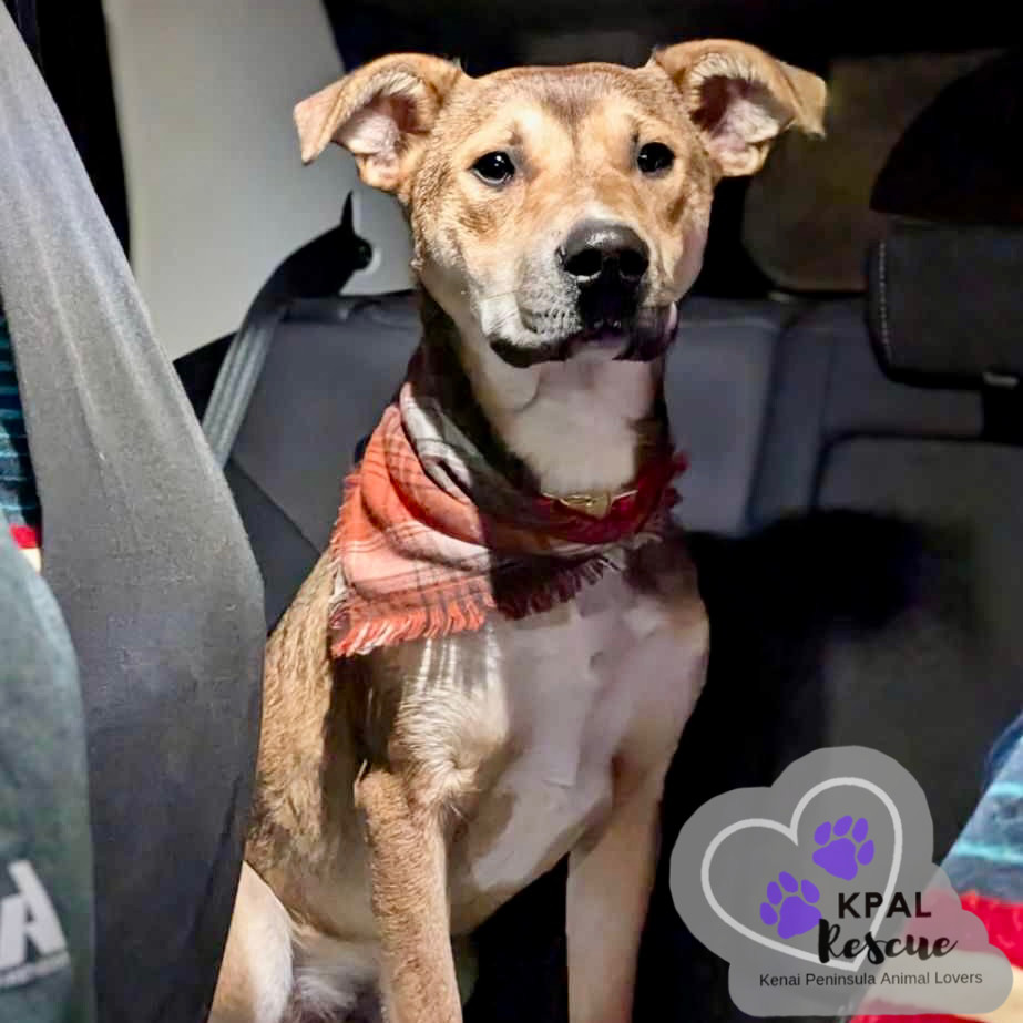 Sergio - Blue Jeans Litter, an adoptable Australian Cattle Dog / Blue Heeler, Pit Bull Terrier in Kenai, AK, 99611 | Photo Image 5