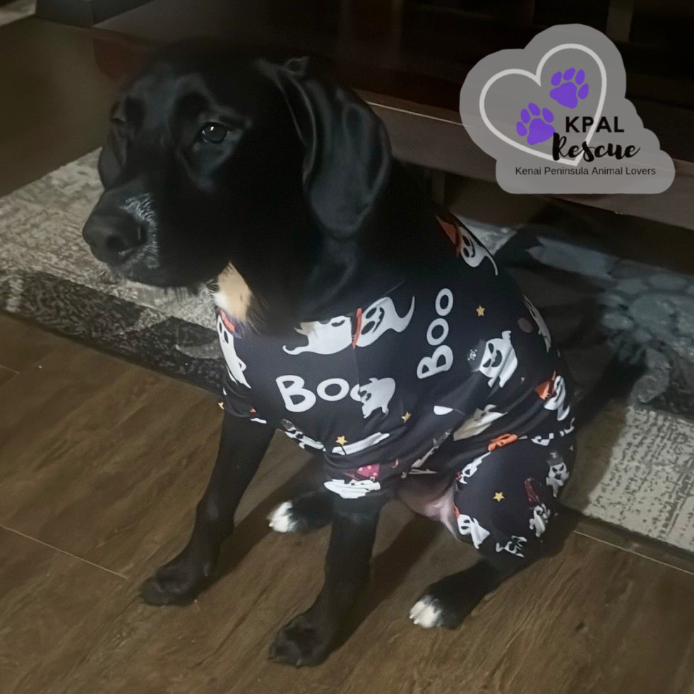 Jose - Hildas Little Hounds, an adoptable Hound, Mixed Breed in Kenai, AK, 99611 | Photo Image 1