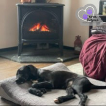 Jose - Hildas Little Hounds, an adoptable Hound, Mixed Breed in Kenai, AK, 99611 | Photo Image 3