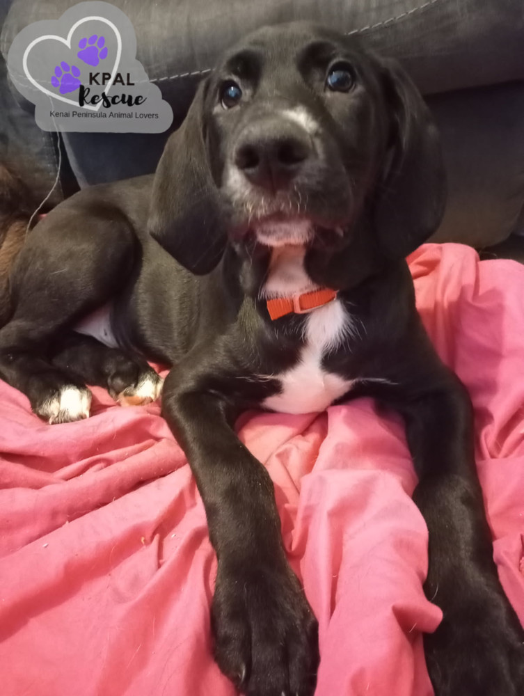 Jose - Hildas Little Hounds, an adoptable Hound, Mixed Breed in Kenai, AK, 99611 | Photo Image 4