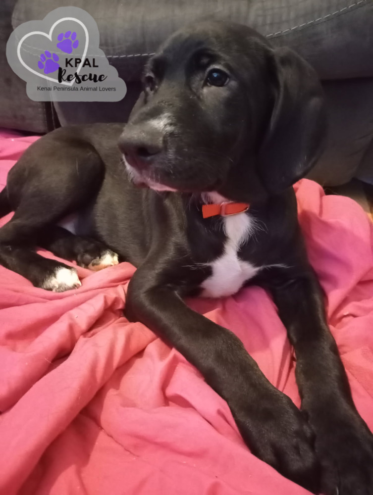 Jose - Hildas Little Hounds, an adoptable Hound, Mixed Breed in Kenai, AK, 99611 | Photo Image 5