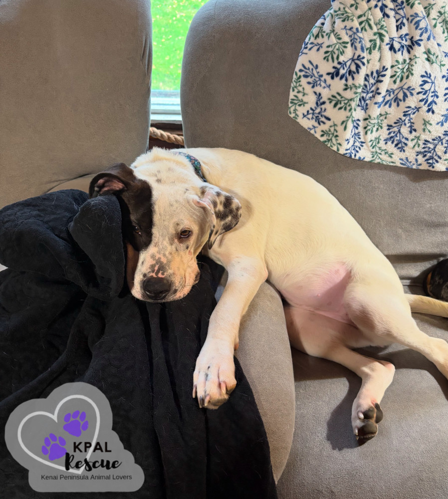 Mitty, an adoptable Labrador Retriever, Pit Bull Terrier in Kenai, AK, 99611 | Photo Image 1