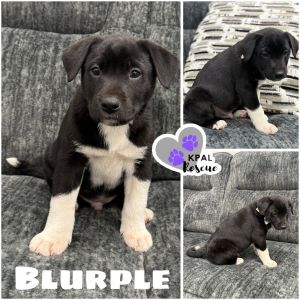 Blurple - Purple Litter