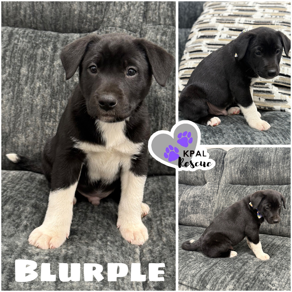 Blurple - Purple Litter, an adoptable Mixed Breed in Kenai, AK, 99611 | Photo Image 1