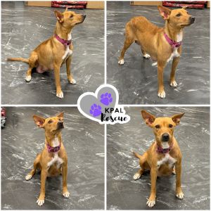 Violet - Purple Litter Mama