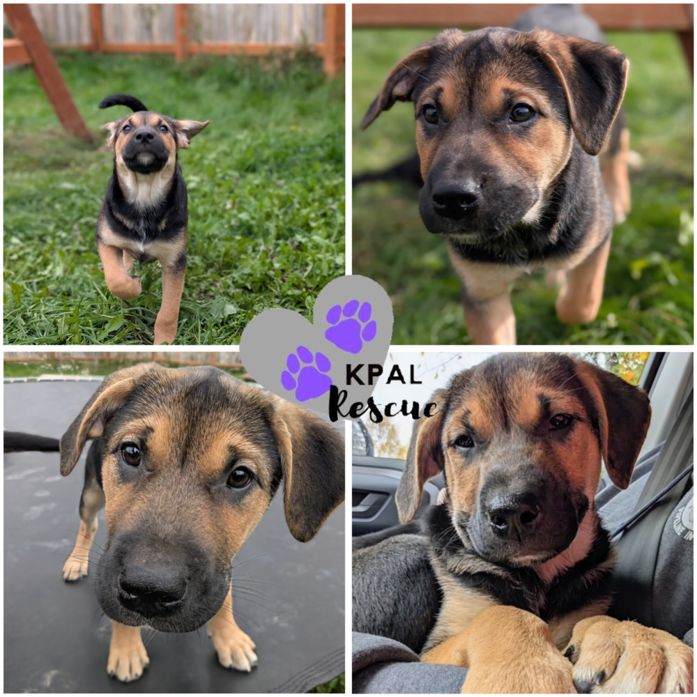 Tai Chi - Martial Arts Litter, an adoptable Husky, Shepherd in Kenai, AK, 99611 | Photo Image 1