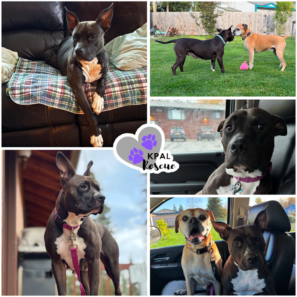 Magpie, an adoptable Pit Bull Terrier, Mixed Breed in Kenai, AK, 99611 | Photo Image 1