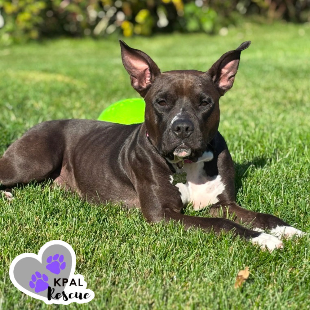 Magpie, an adoptable Pit Bull Terrier, Mixed Breed in Kenai, AK, 99611 | Photo Image 2