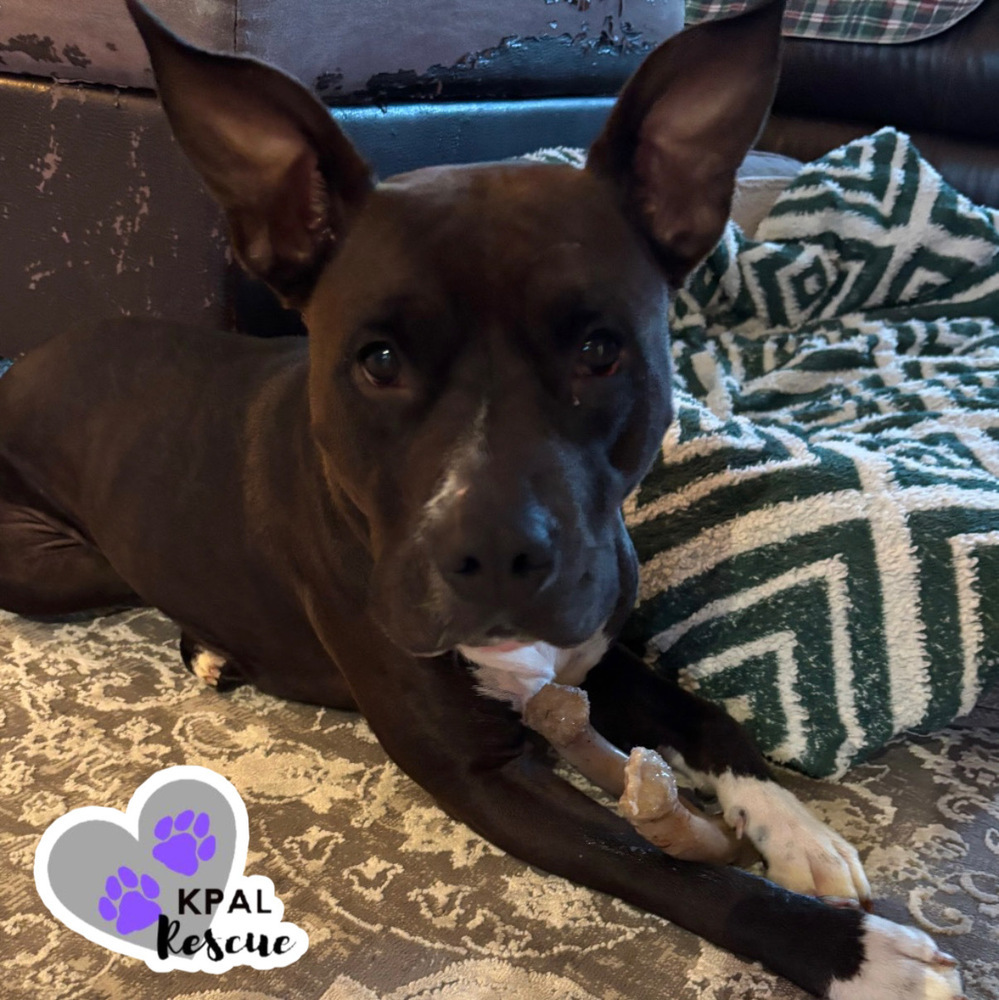 Magpie, an adoptable Pit Bull Terrier, Mixed Breed in Kenai, AK, 99611 | Photo Image 3