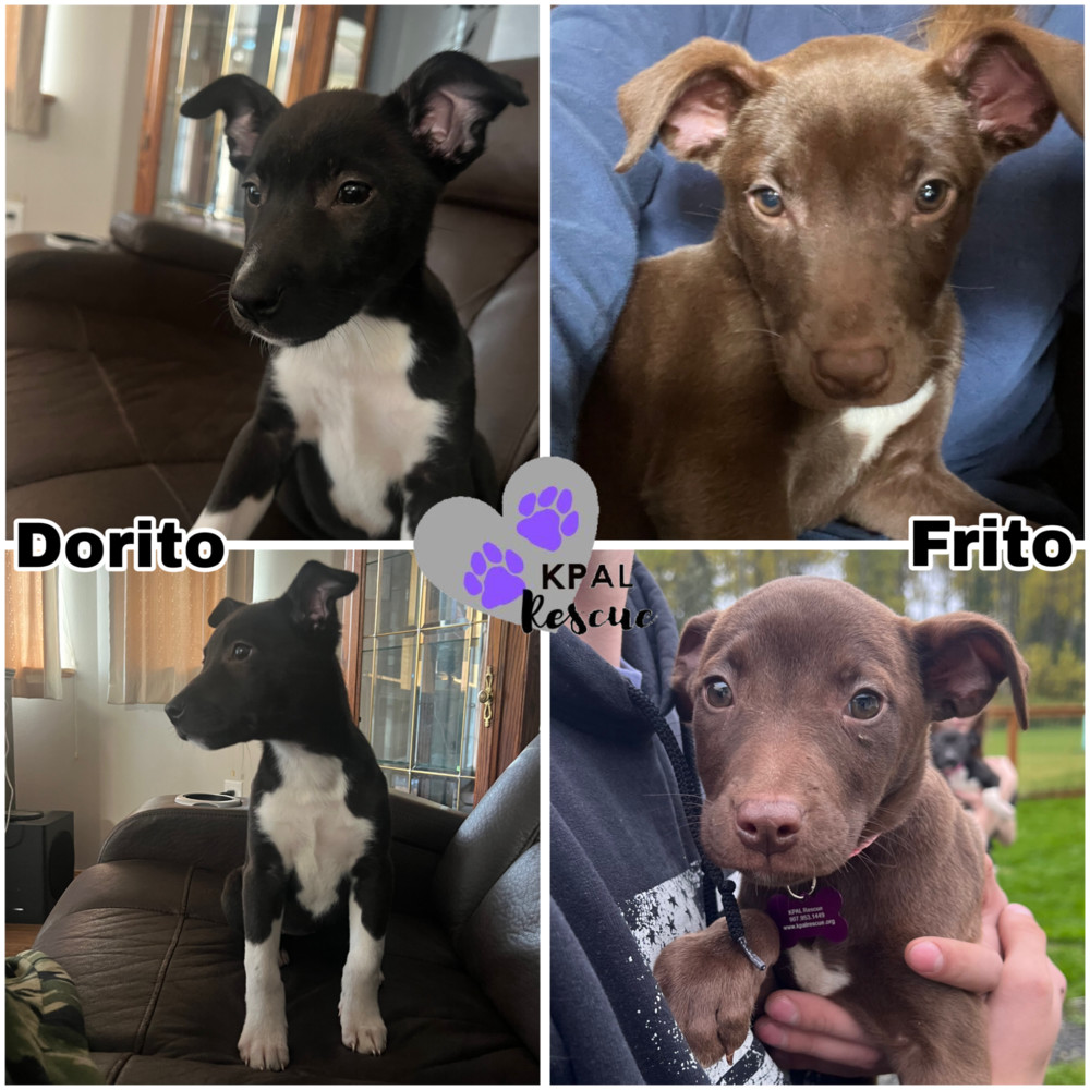 Frito - Chip Litter, an adoptable Mixed Breed in Kenai, AK, 99611 | Photo Image 1