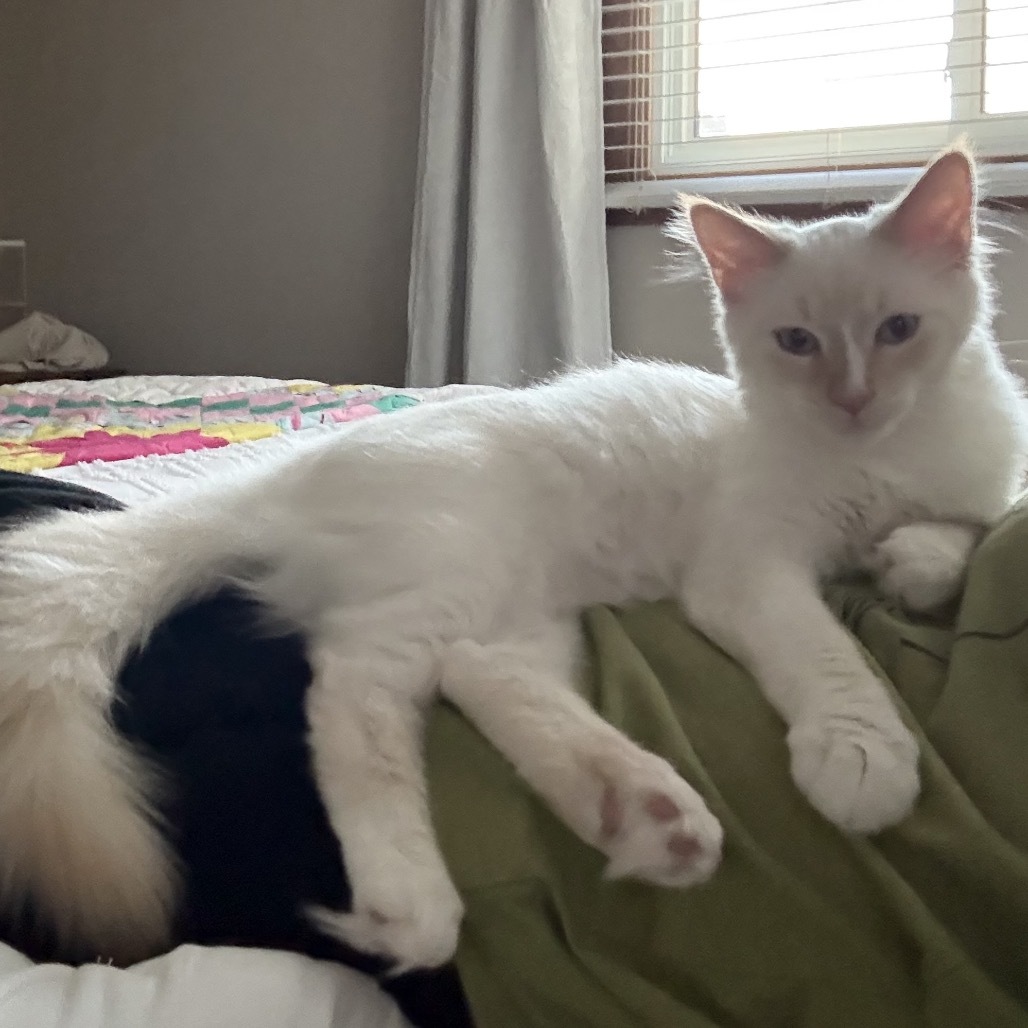Mallow, an adoptable Domestic Medium Hair in Bismarck, ND, 58507 | Photo Image 1
