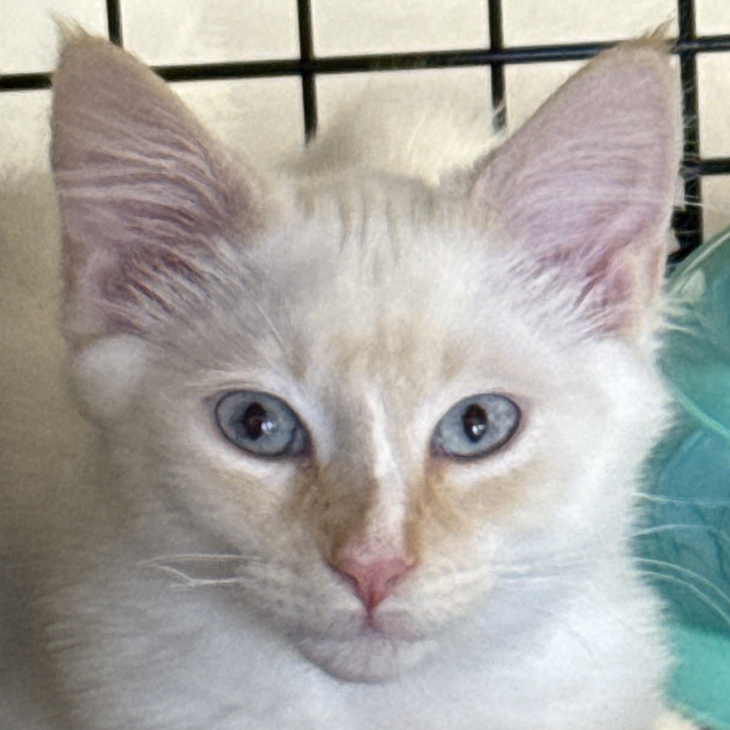 Mallow, an adoptable Domestic Medium Hair in Bismarck, ND, 58507 | Photo Image 1