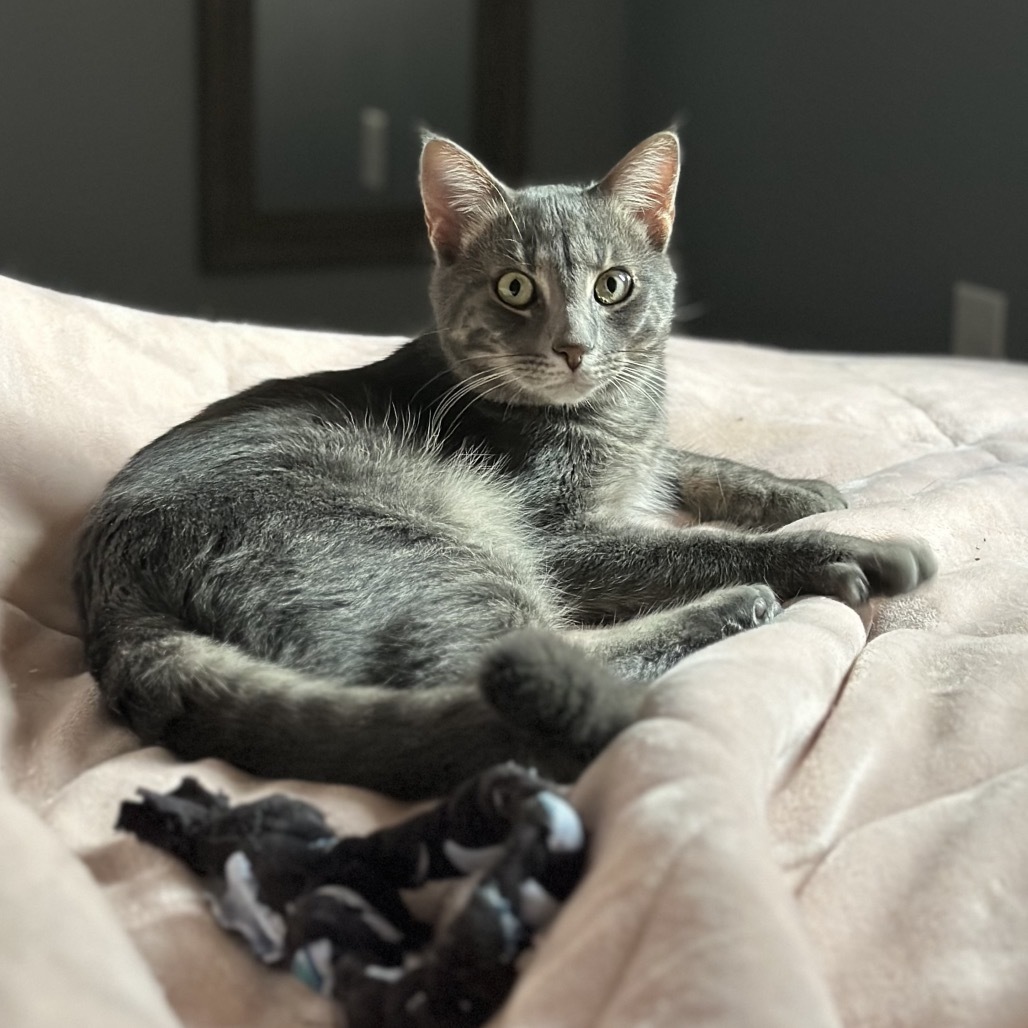 Dorian, an adoptable Domestic Short Hair in Bismarck, ND, 58507 | Photo Image 1