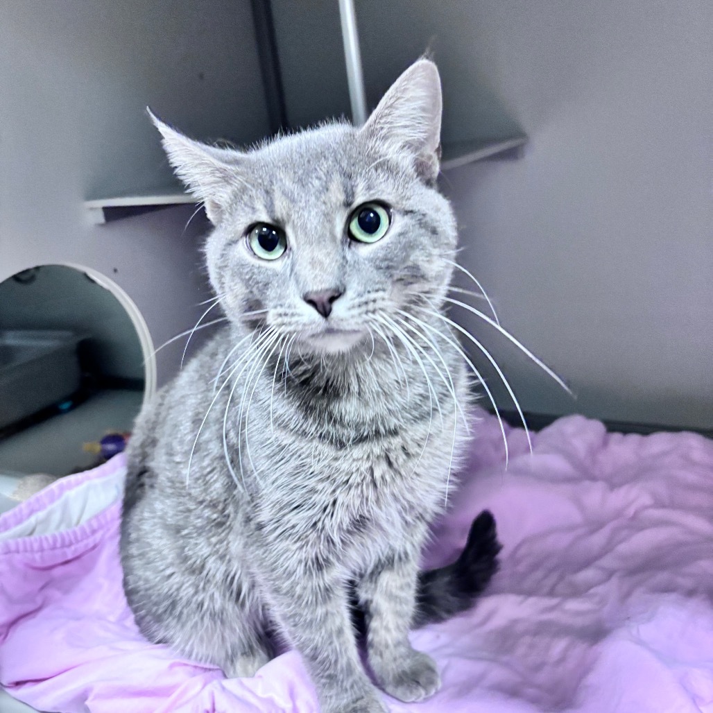 Dorian, an adoptable Domestic Short Hair in Bismarck, ND, 58507 | Photo Image 2