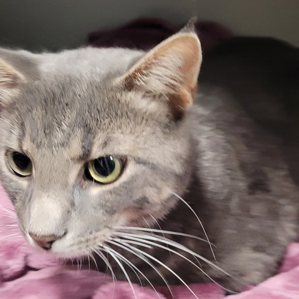 Dorian, an adoptable Domestic Short Hair in Bismarck, ND, 58507 | Photo Image 3