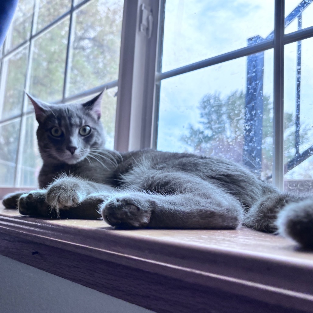 Dorian, an adoptable Domestic Short Hair in Bismarck, ND, 58507 | Photo Image 4