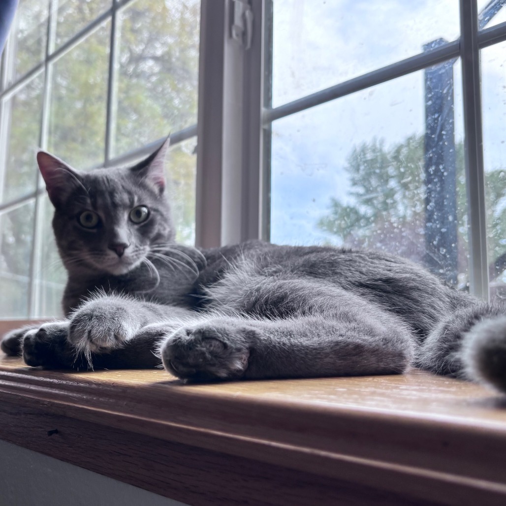 Dorian, an adoptable Domestic Short Hair in Bismarck, ND, 58507 | Photo Image 5