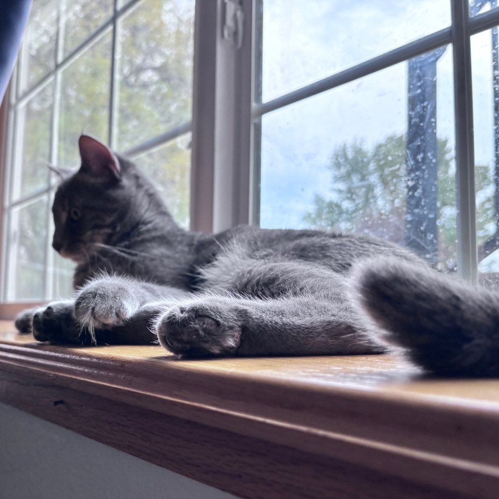 Dorian, an adoptable Domestic Short Hair in Bismarck, ND, 58507 | Photo Image 6