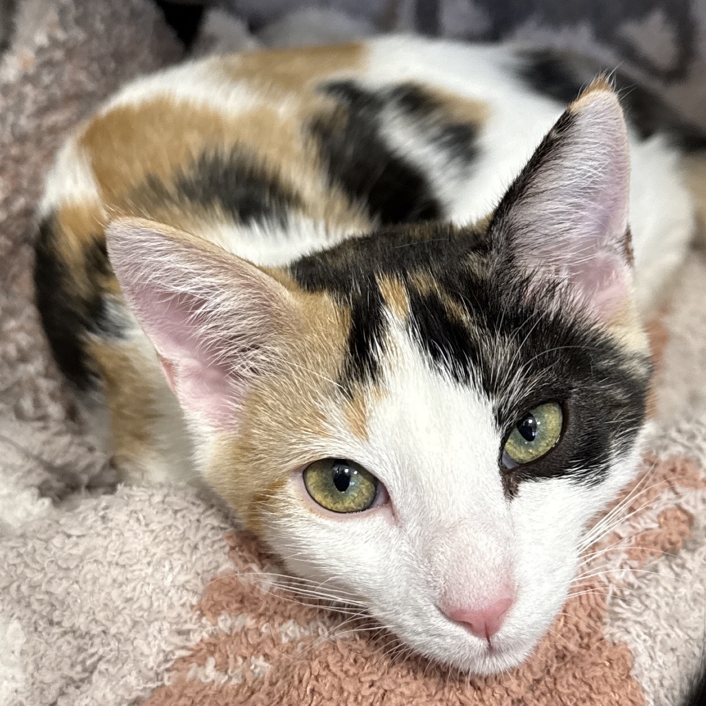 Candy, an adoptable Domestic Short Hair in Bismarck, ND, 58507 | Photo Image 1
