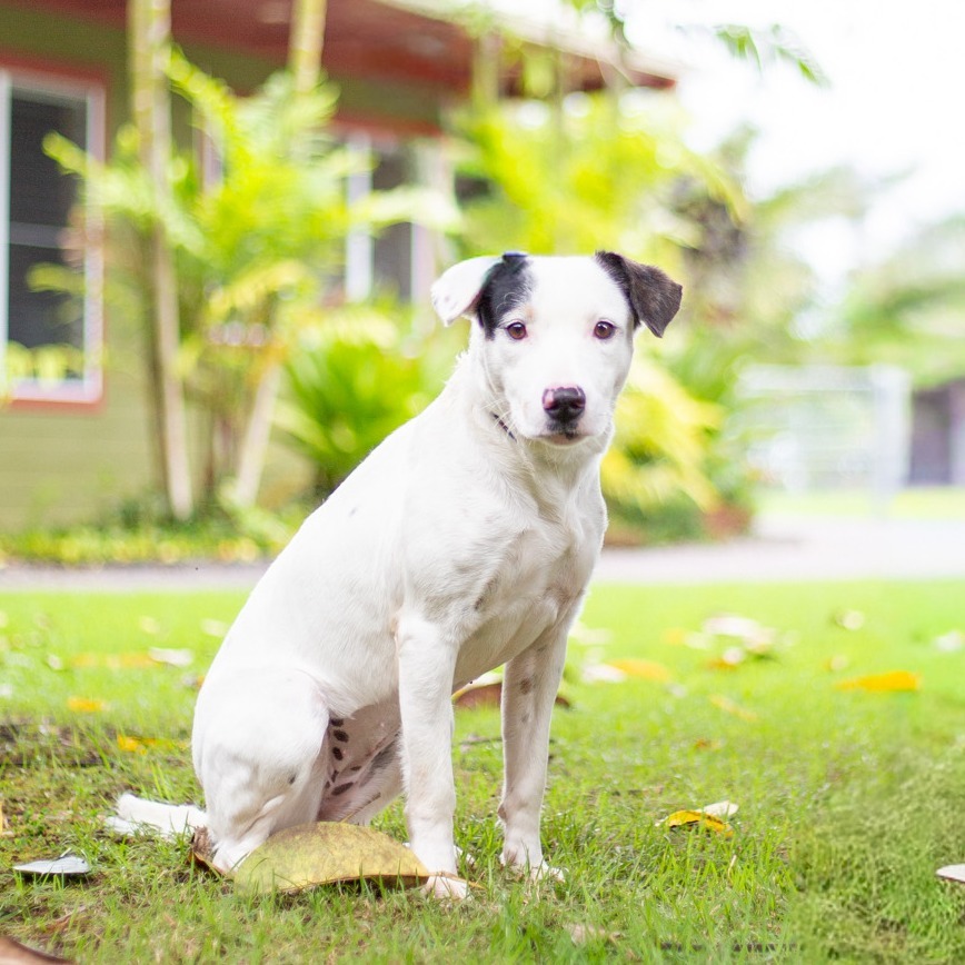 Lucy, an adoptable Mixed Breed in Kailua Kona, HI, 96740 | Photo Image 1