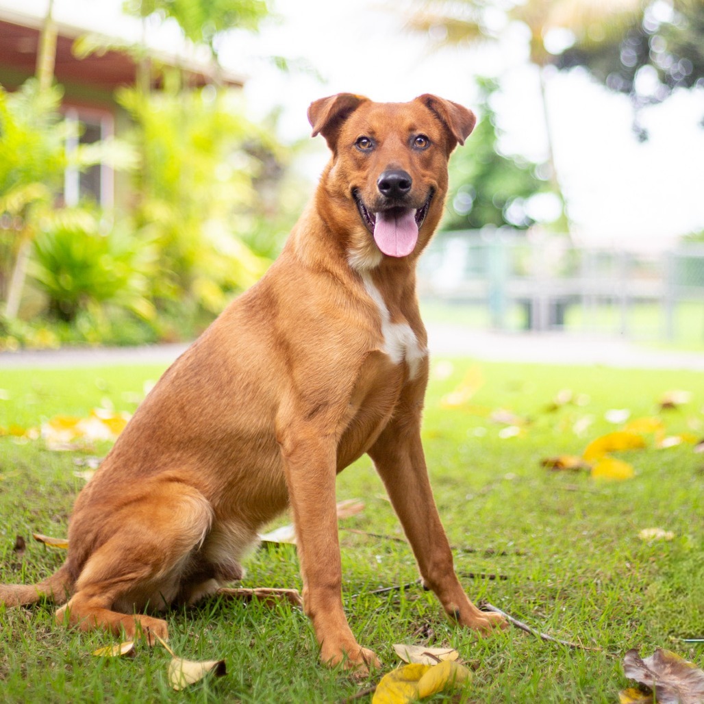 Scooter, an adoptable Mixed Breed in Kailua Kona, HI, 96740 | Photo Image 1