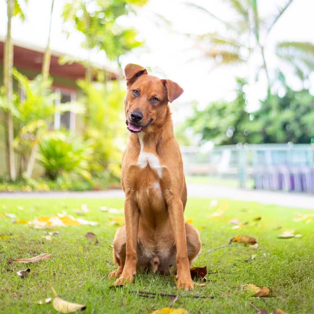 Scooter, an adoptable Mixed Breed in Kailua Kona, HI, 96740 | Photo Image 2