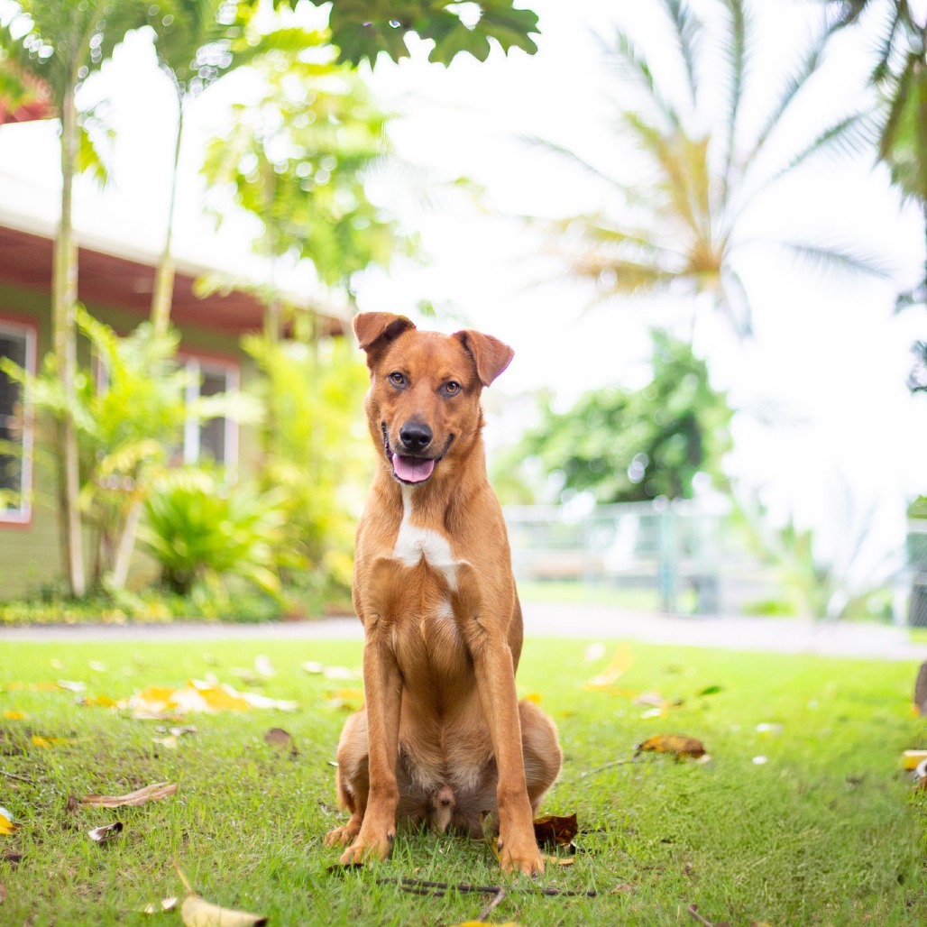 Scooter, an adoptable Mixed Breed in Kailua Kona, HI, 96740 | Photo Image 3
