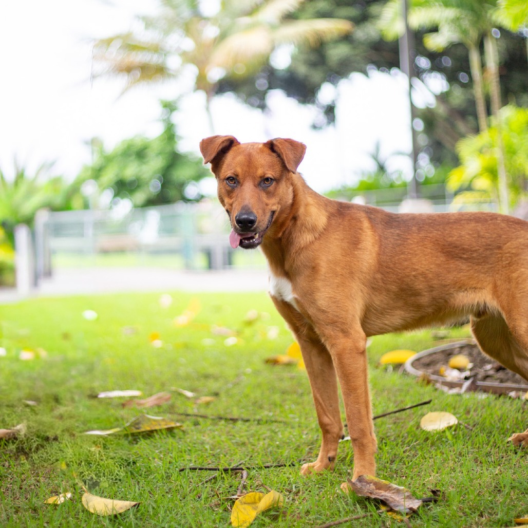 Scooter, an adoptable Mixed Breed in Kailua Kona, HI, 96740 | Photo Image 4