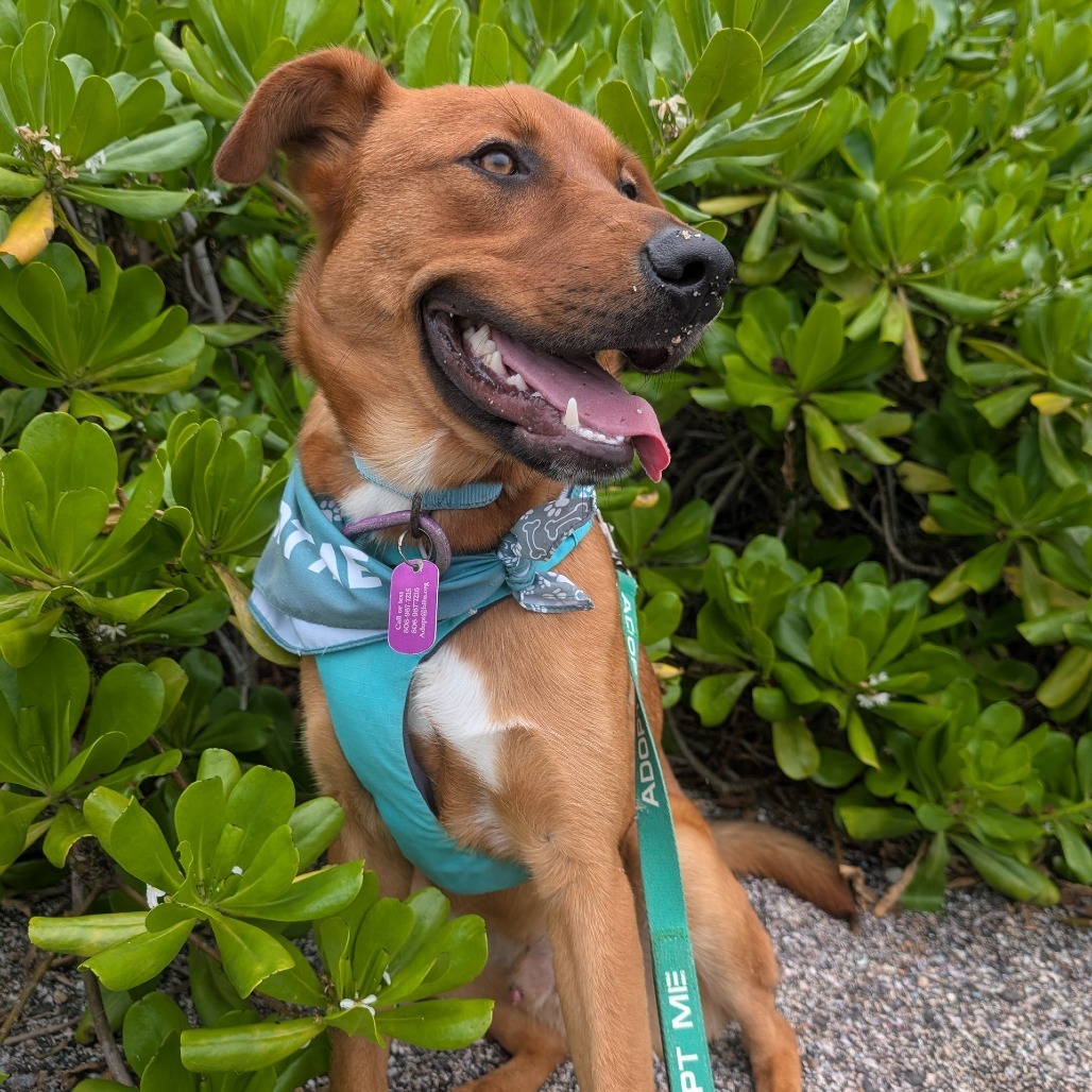 Scooter, an adoptable Mixed Breed in Kailua Kona, HI, 96740 | Photo Image 5
