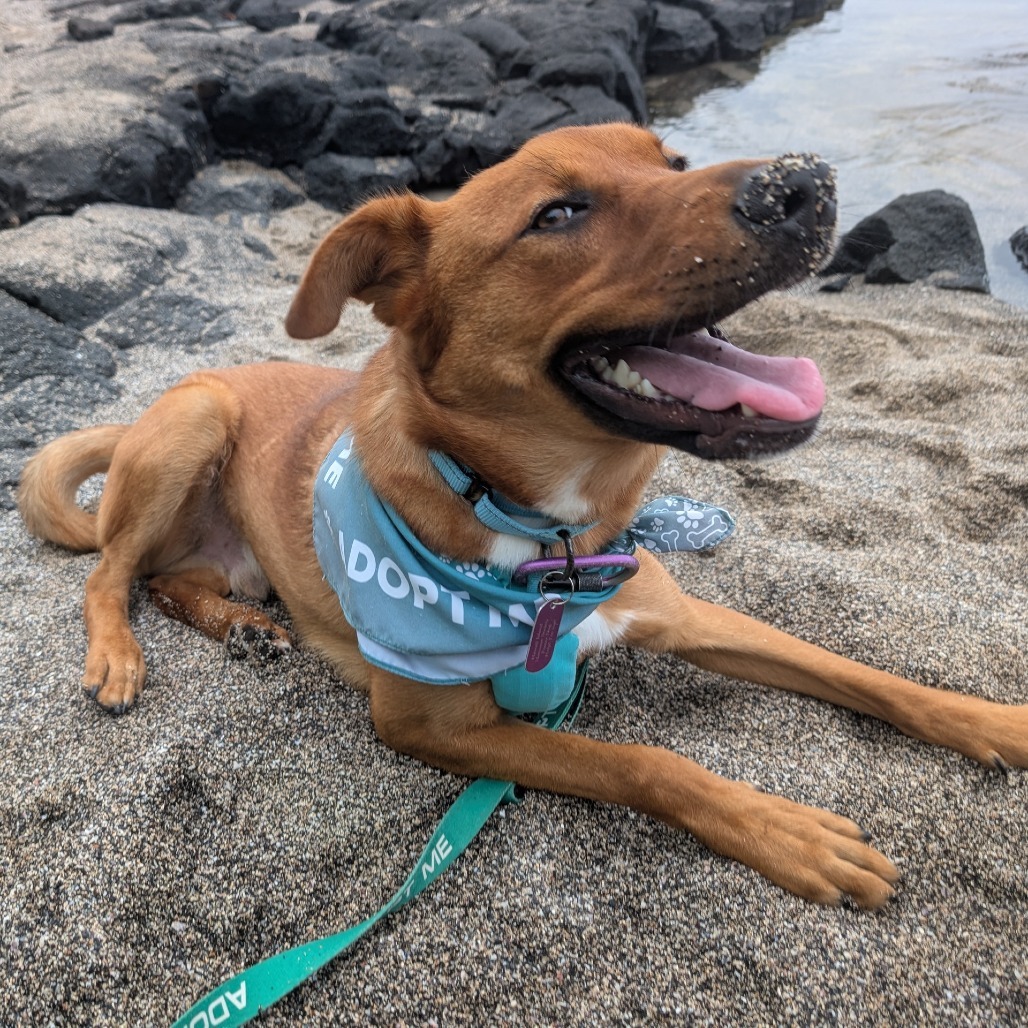 Scooter, an adoptable Mixed Breed in Kailua Kona, HI, 96740 | Photo Image 6