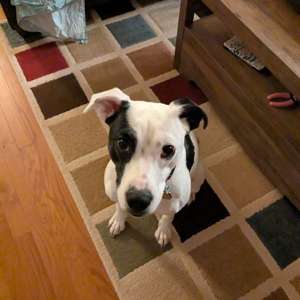 Maisy (fka Goldie)