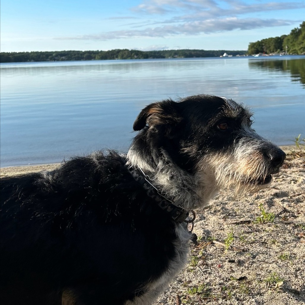 NY/CT Woody (Foster in Brookfield)