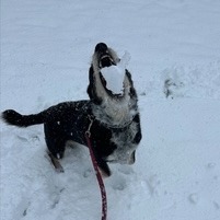 NY/CT Woody (Foster in Brookfield)
