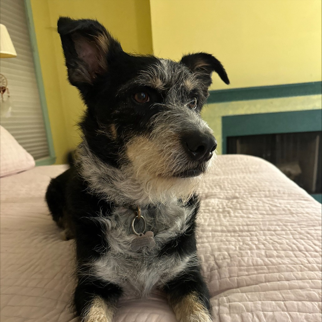NY/CT Woody (Foster in Brookfield)