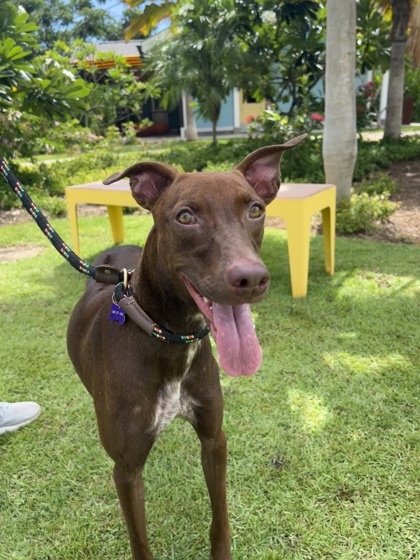 Jessie, an adoptable Rhodesian Ridgeback, Mixed Breed in Honolulu, HI, 96826 | Photo Image 1