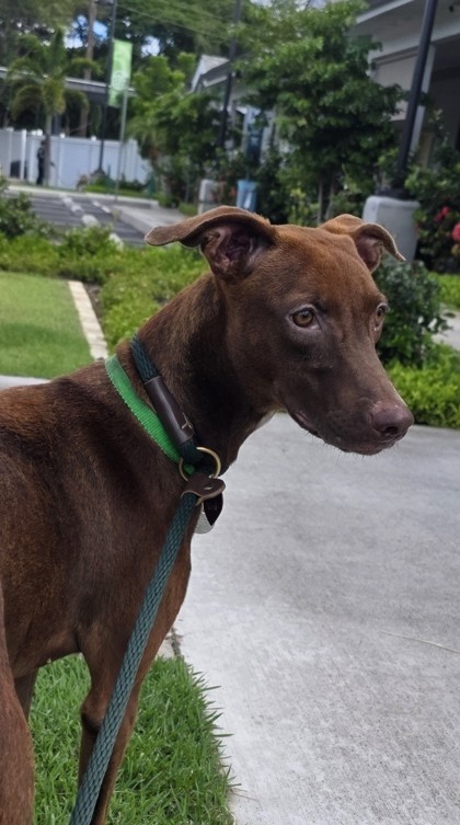 Jessie, an adoptable Rhodesian Ridgeback, Mixed Breed in Honolulu, HI, 96826 | Photo Image 2