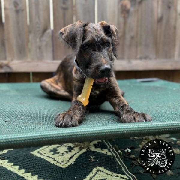 Baby Rob thumbnail 4