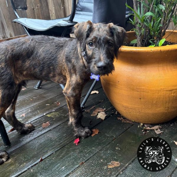 Baby Rob thumbnail 5