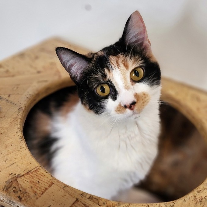 Stella (C000-722) - Chino Hills Location
