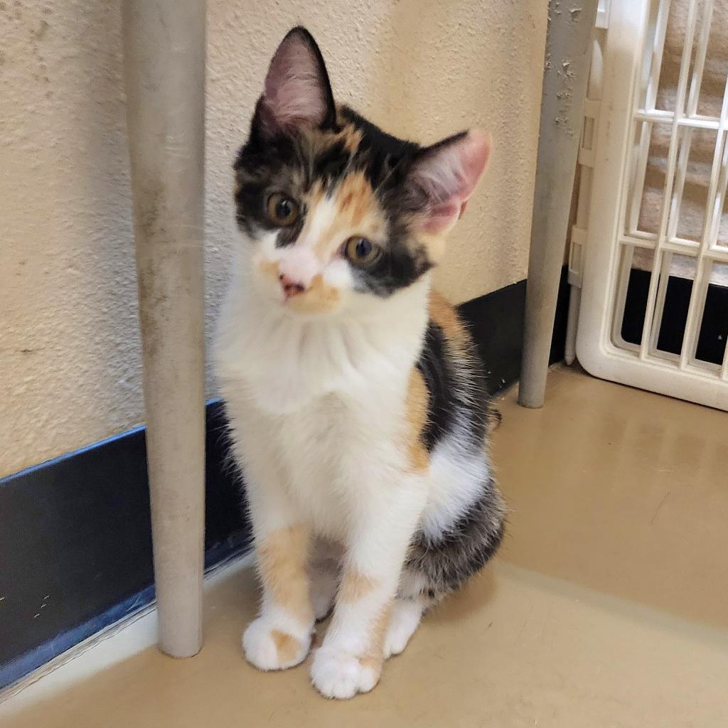 Stella (C000-722) - Chino Hills Location