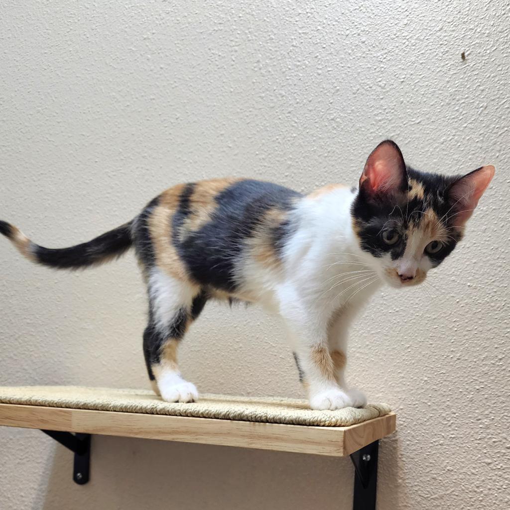 Stella (C000-722) - Chino Hills Location