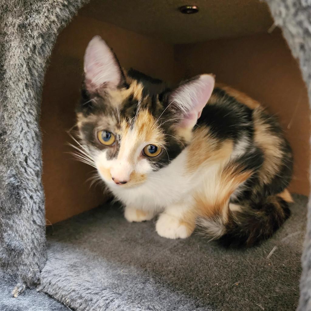 Stella (C000-722) - Chino Hills Location