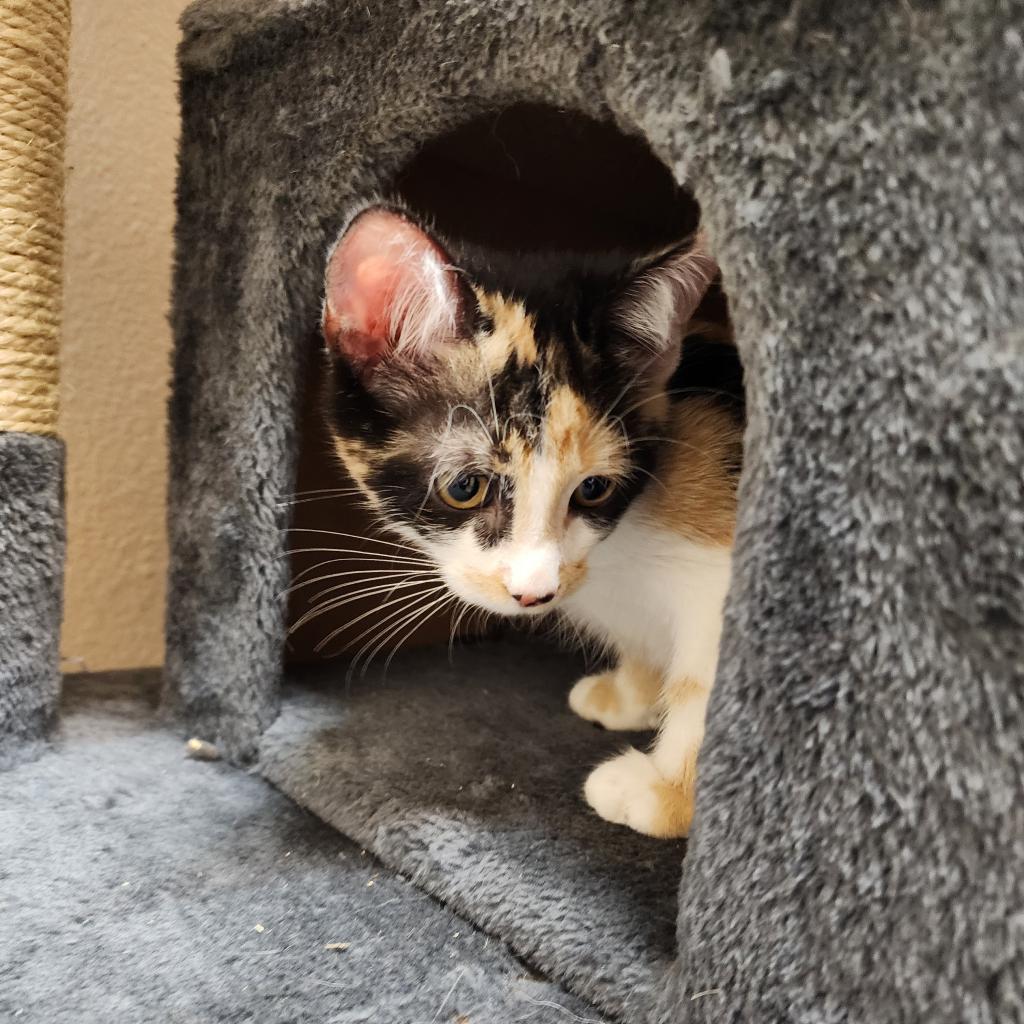 Stella (C000-722) - Chino Hills Location