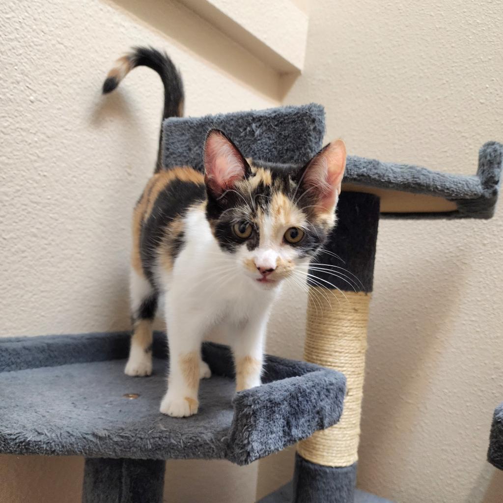 Stella (C000-722) - Chino Hills Location