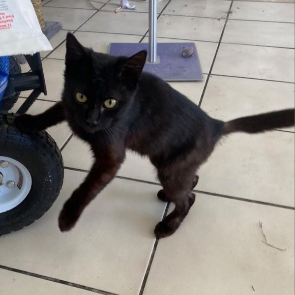 Toothless thumbnail 2