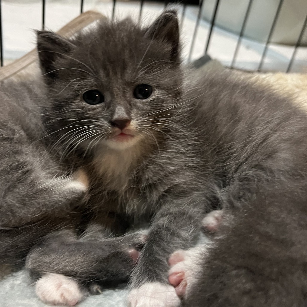 KitKat Hyattsville (Candy Corn kitten) - Pending Adoption