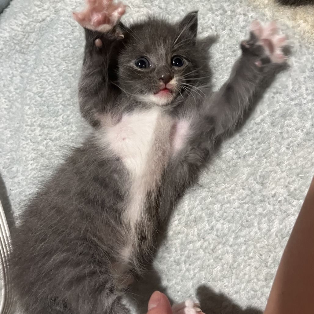 KitKat Hyattsville (Candy Corn kitten) - Pending Adoption