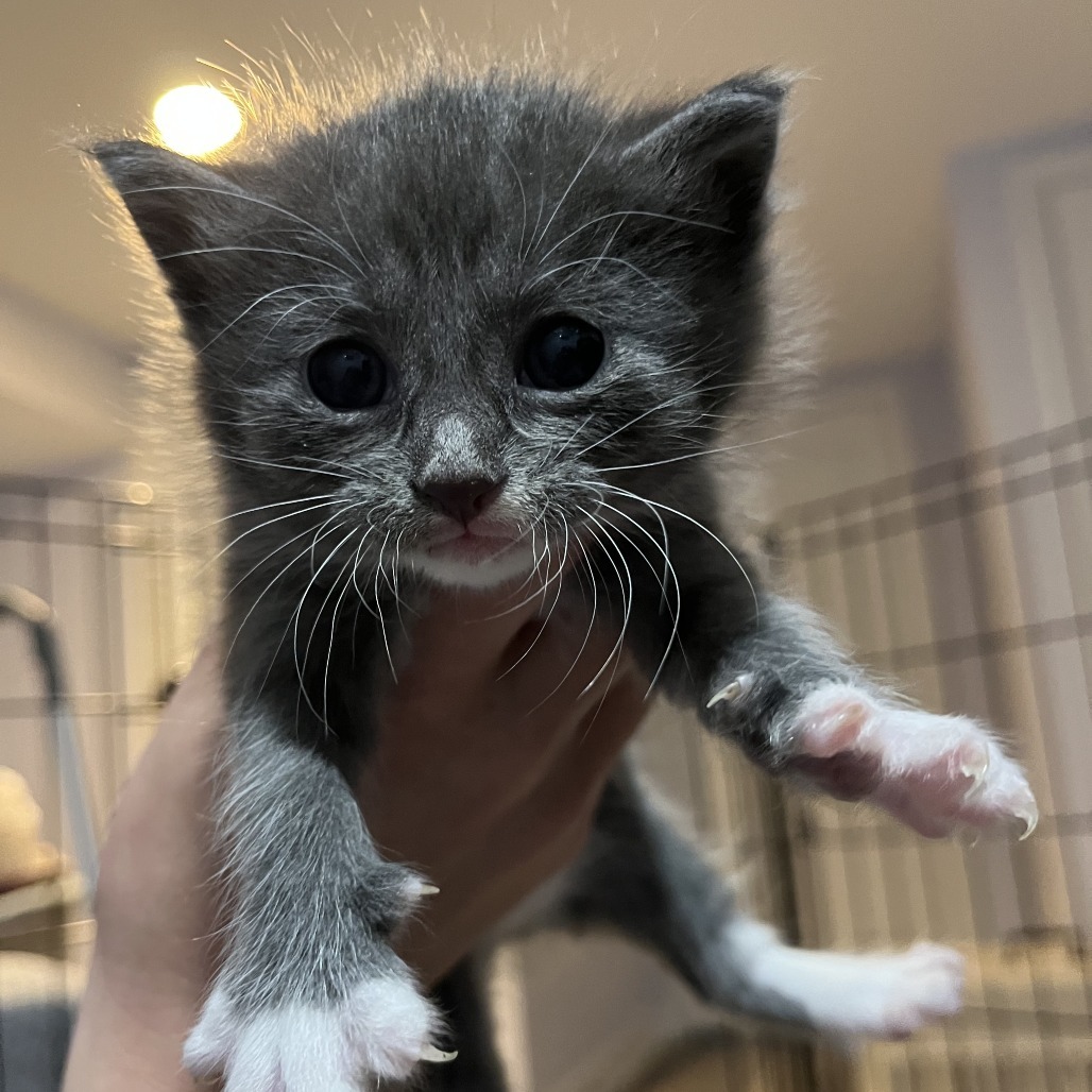 KitKat Hyattsville (Candy Corn kitten) - Pending Adoption